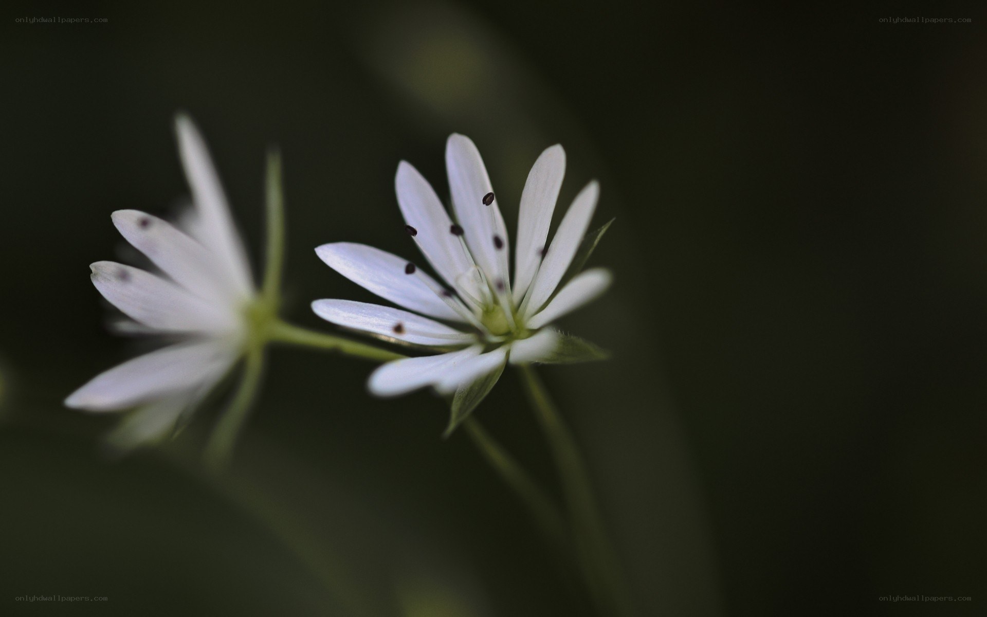 White flowers with dark spots