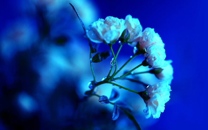 White Flowers with Dew — Blue