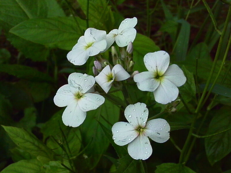 White Flowers with Dew — Calm