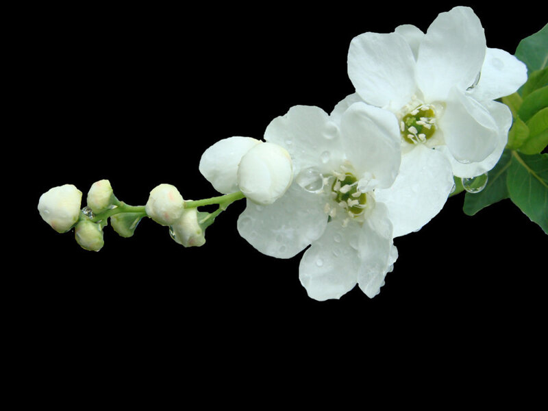 white flowers with dew drops
