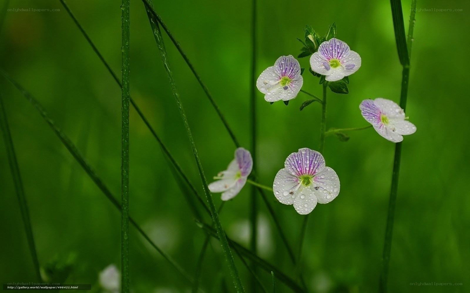 White flowers with dew drops