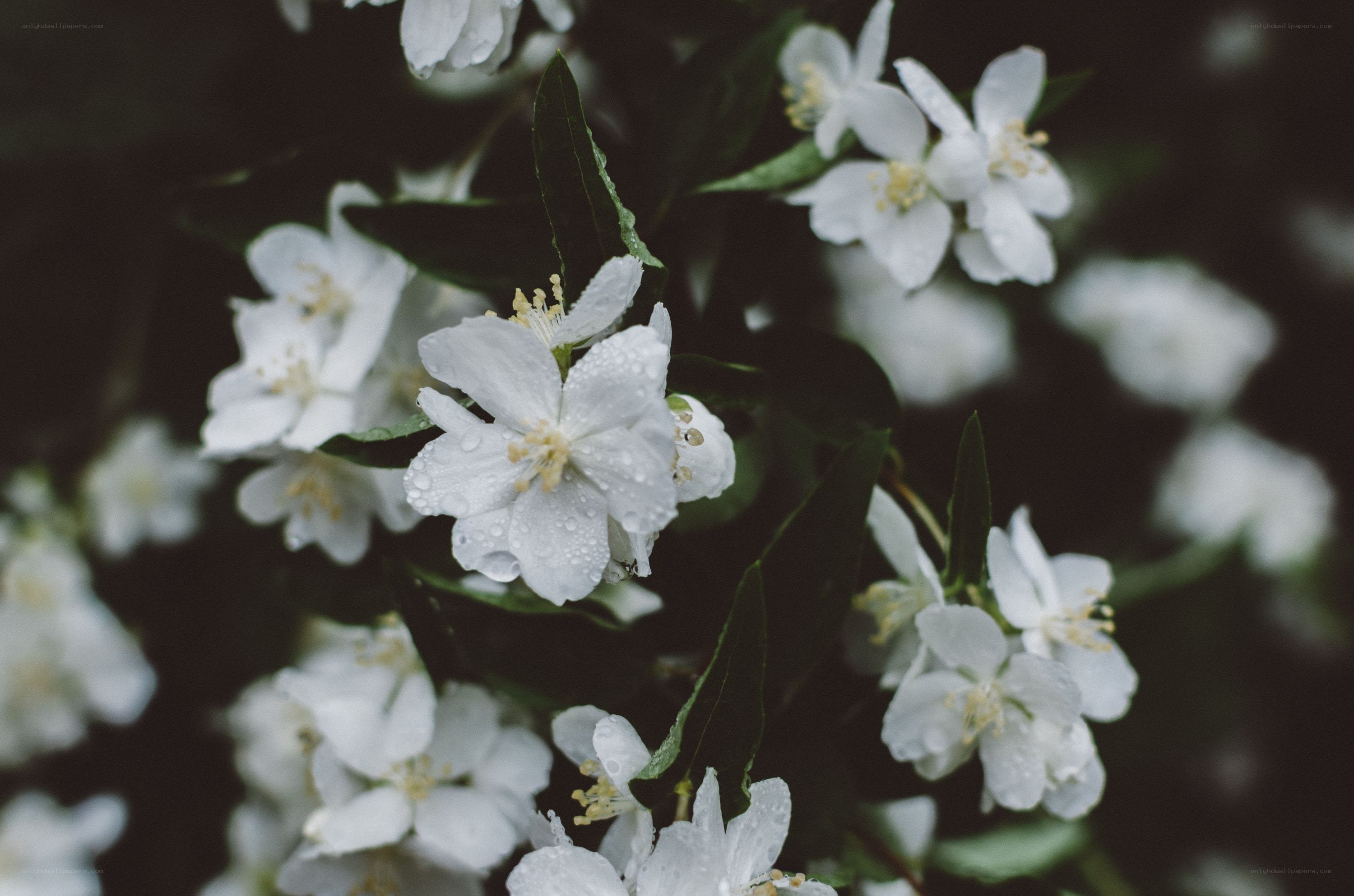 White flowers with dew drops