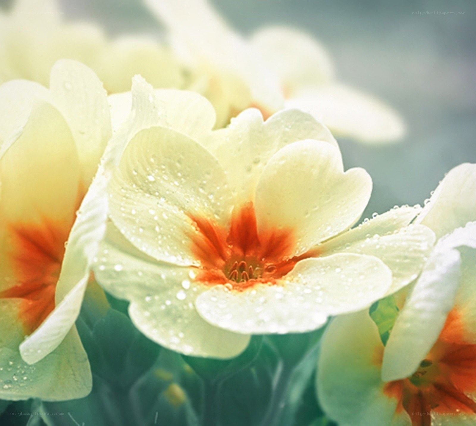 White flowers with dew drops