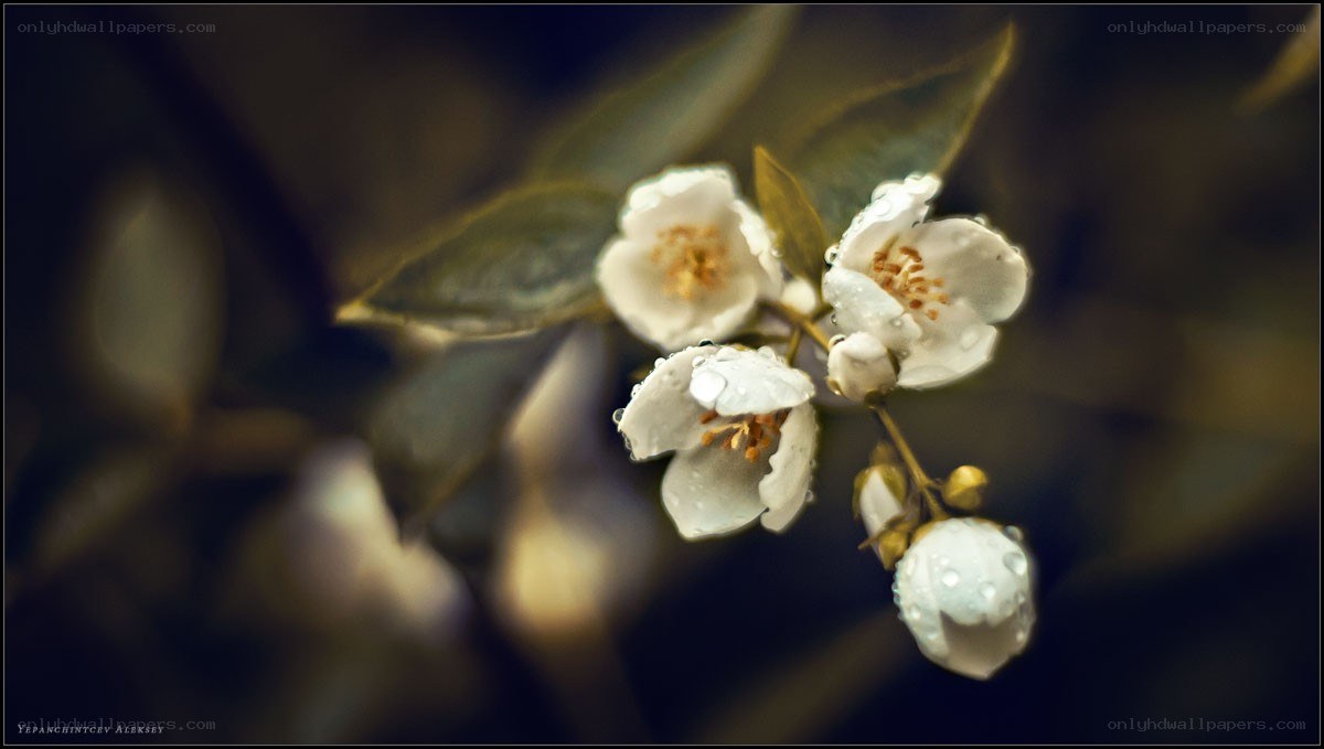 White flowers with dew drops