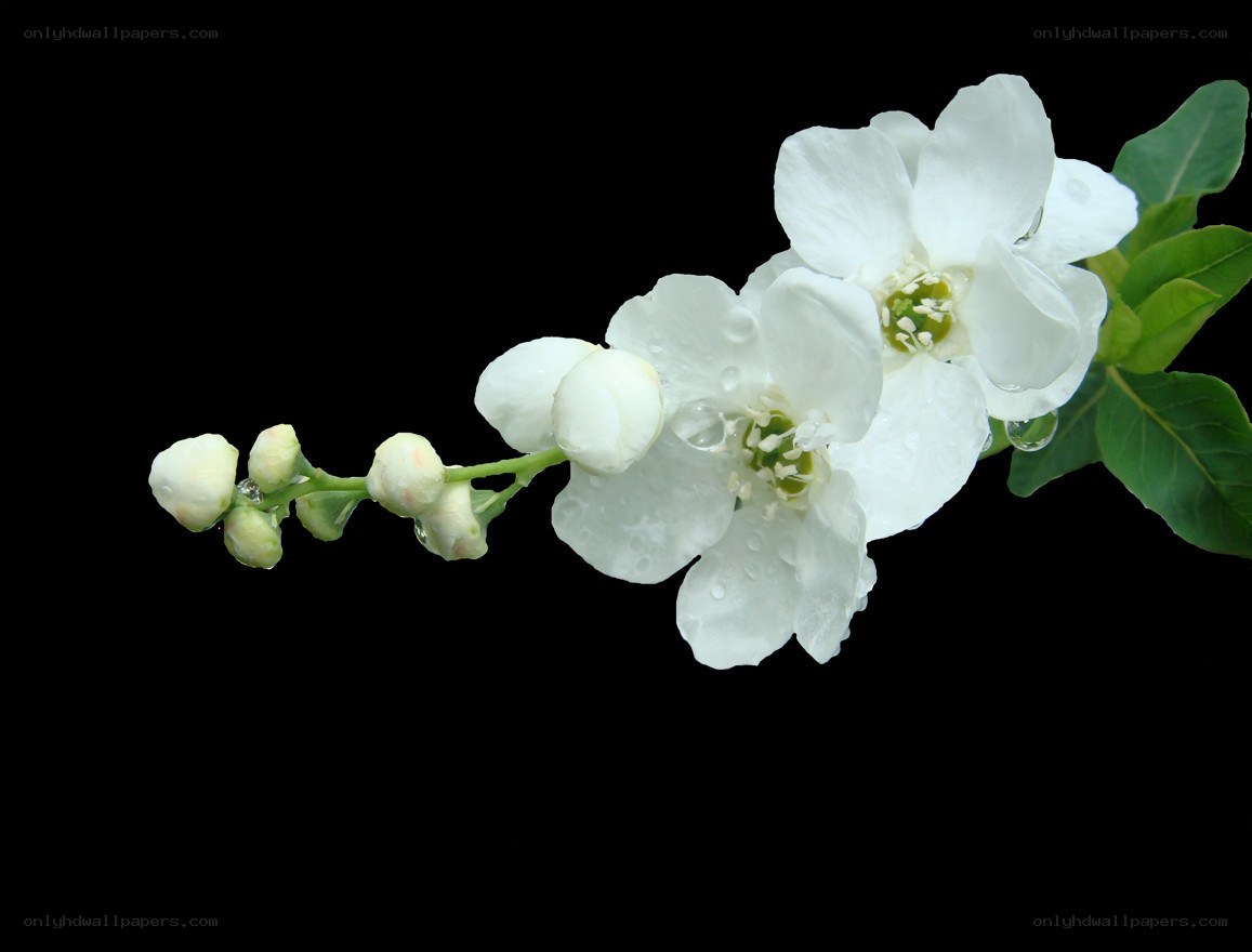 white flowers with dew drops