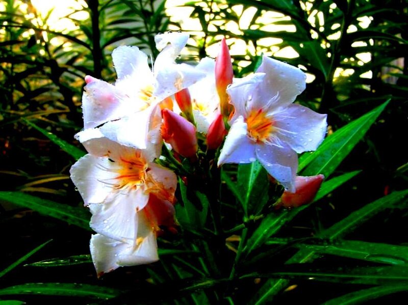 white flowers with dew drops