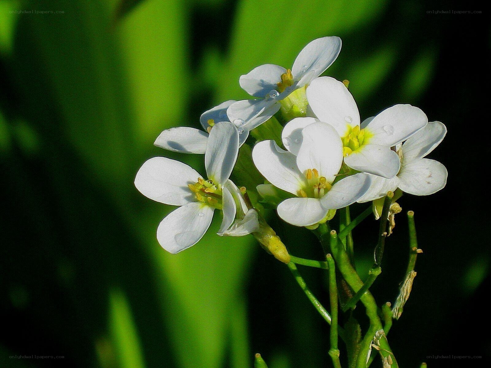 White flowers with dew drops