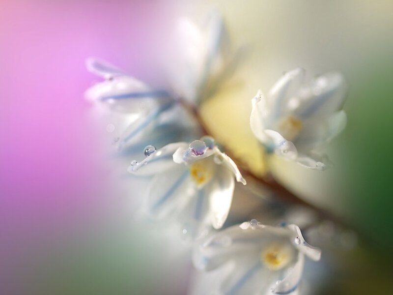 White Flowers with Dew — Purple