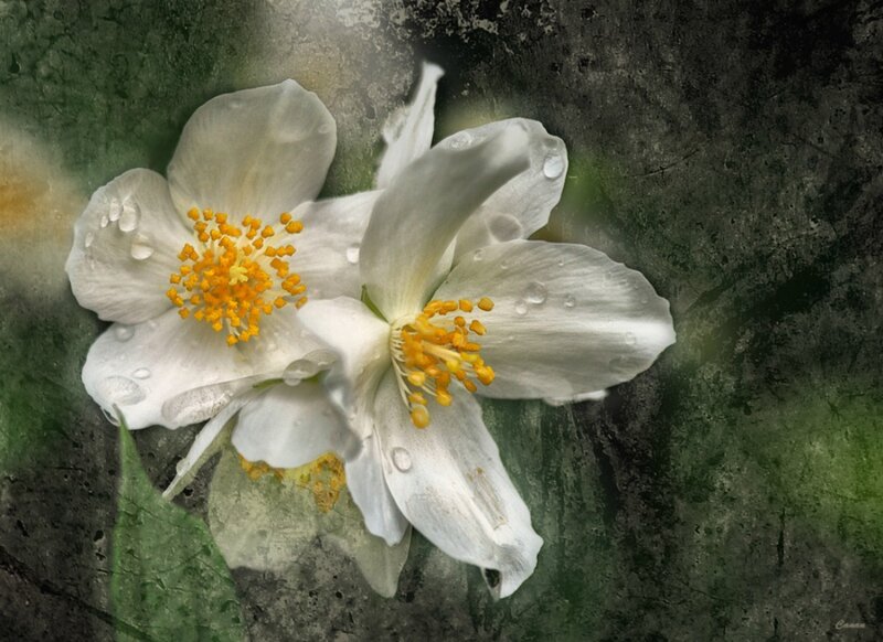 White Flowers with Dew — Serene, Digital Art