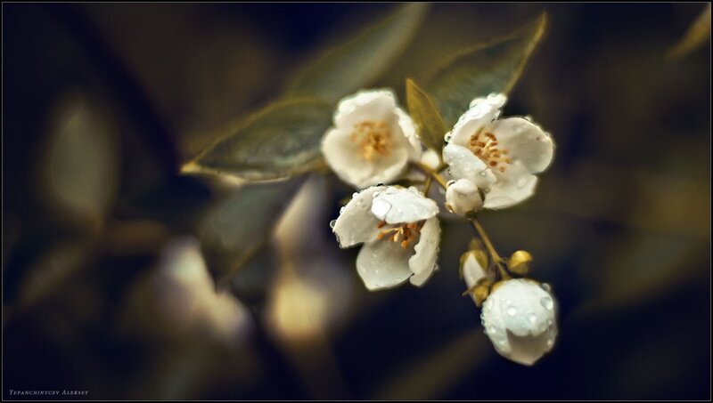 White Flowers with Dew — Serene, Morning, Photograph, Leaves