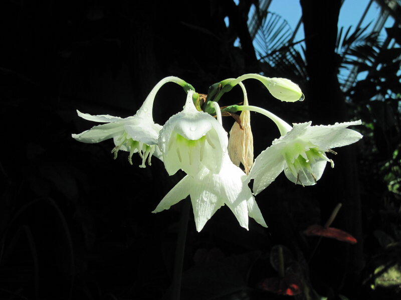 White Flowers with Dew — Serene, Morning