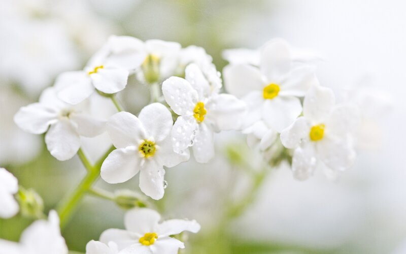 White Flowers with Dew — Serene