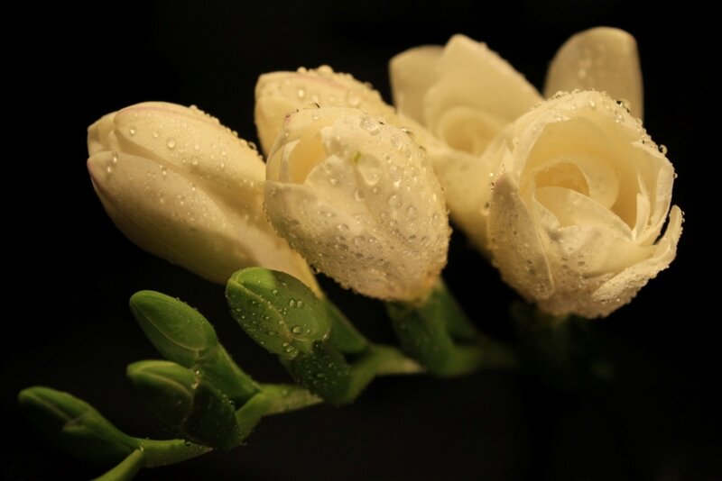 White Flowers with Dew