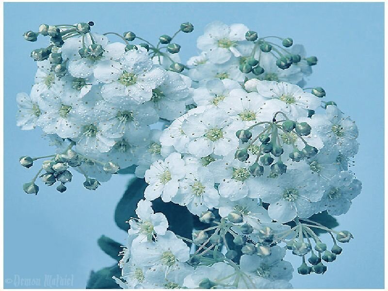 white flowers with dewdrops