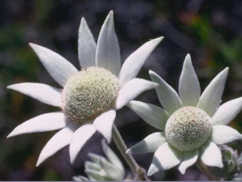 white flowers with fluffy petals