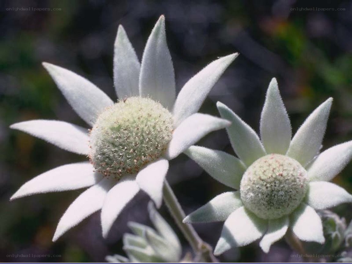 white flowers with fluffy petals