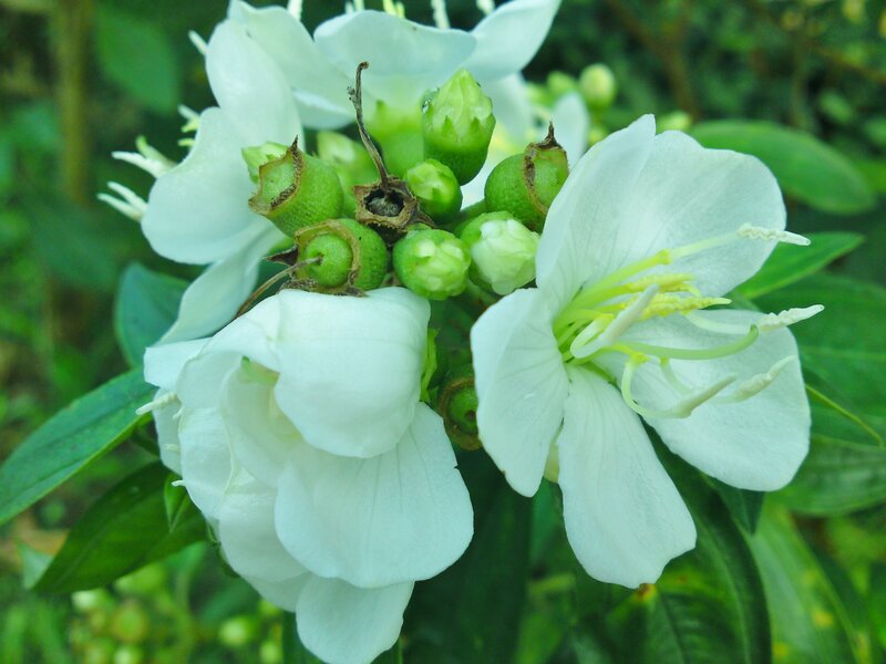 White Flowers with Green Buds