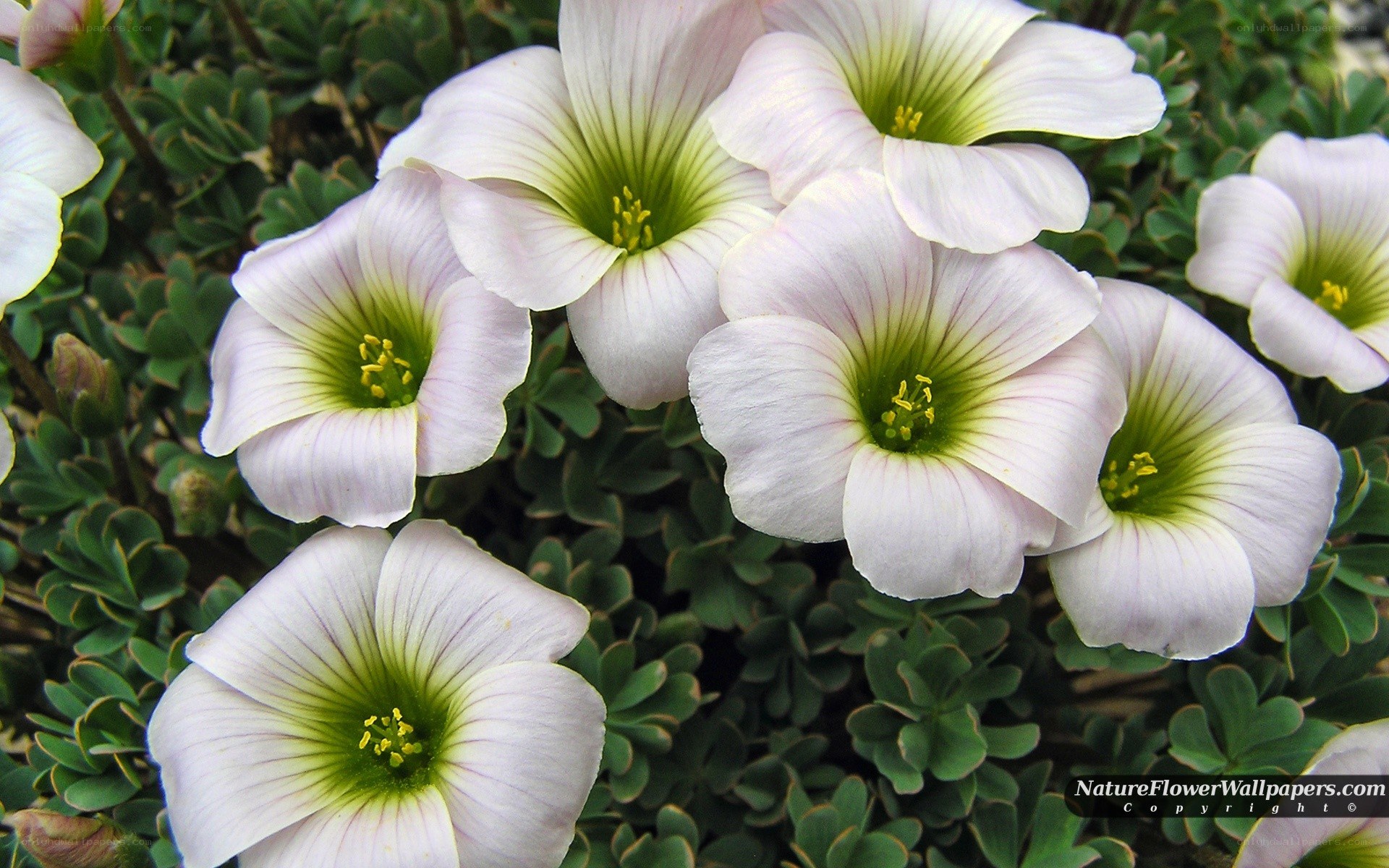 white flowers with green centers