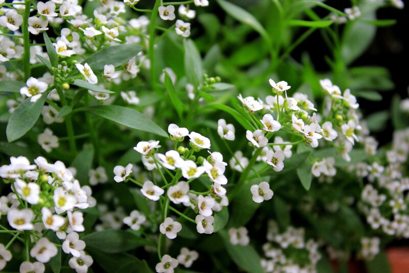 white flowers with green leaves