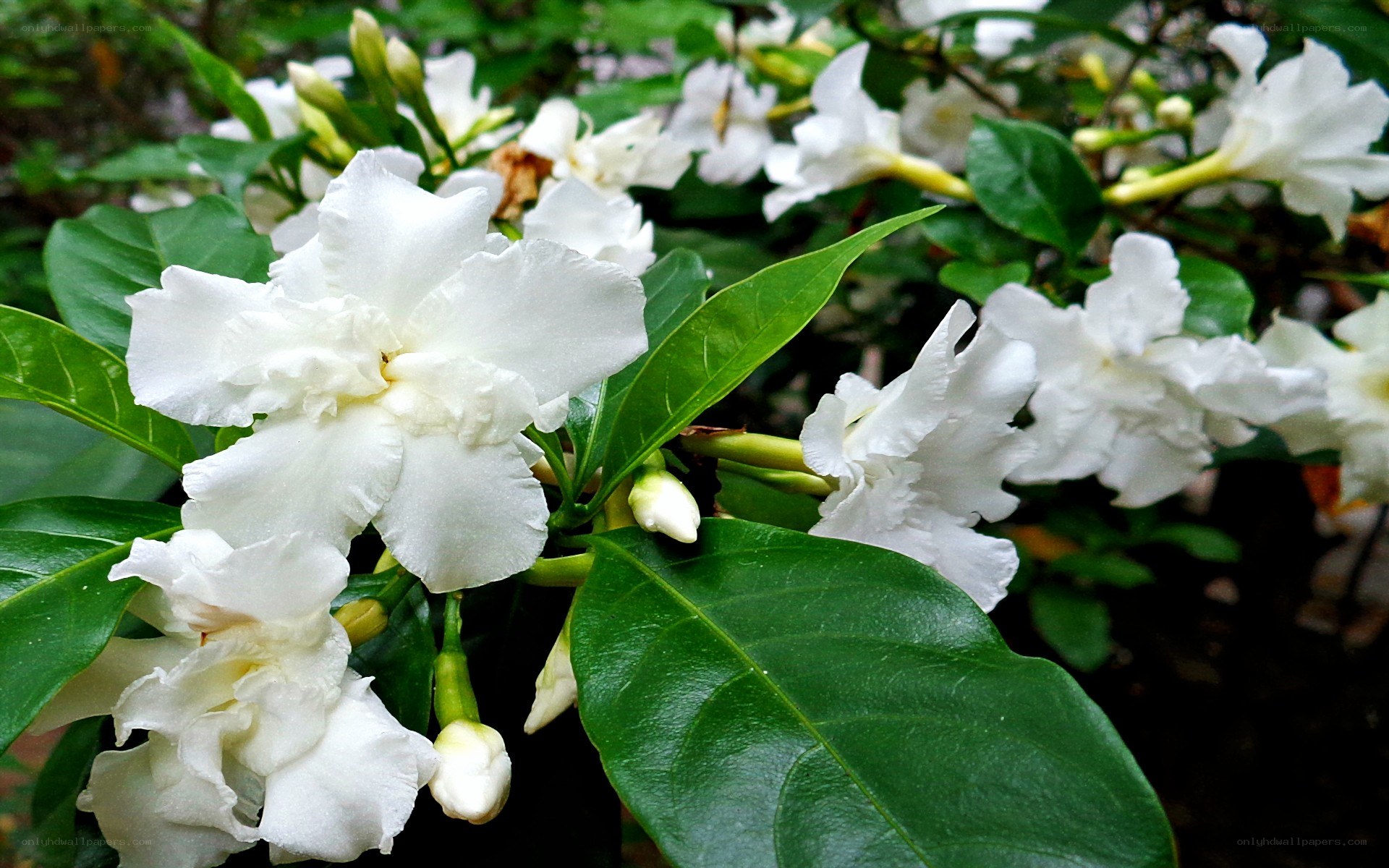 White flowers with green leaves