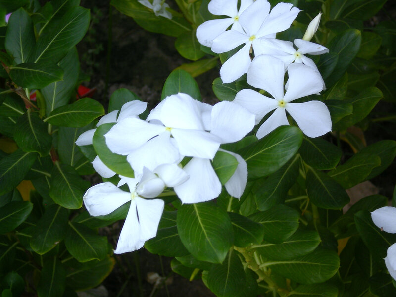 white flowers with green leaves