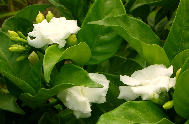 white flowers with green leaves