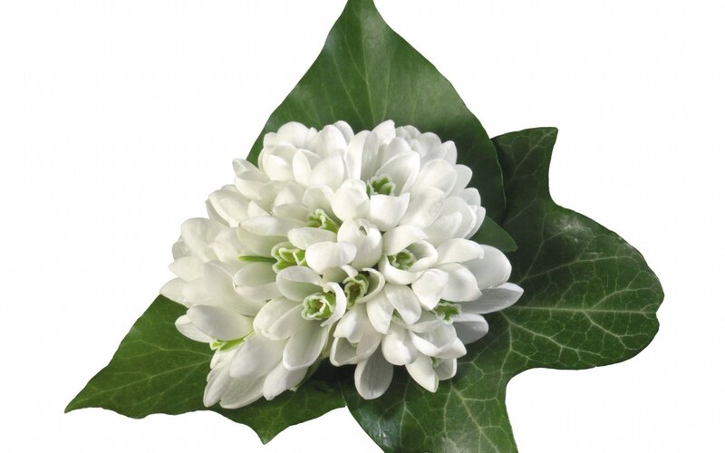 white flowers with green leaves