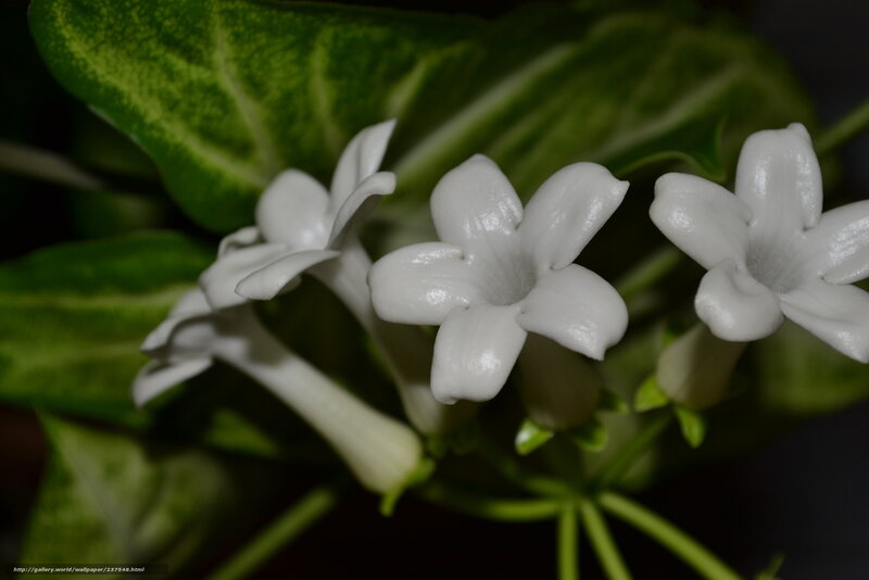 White flowers with green leaves