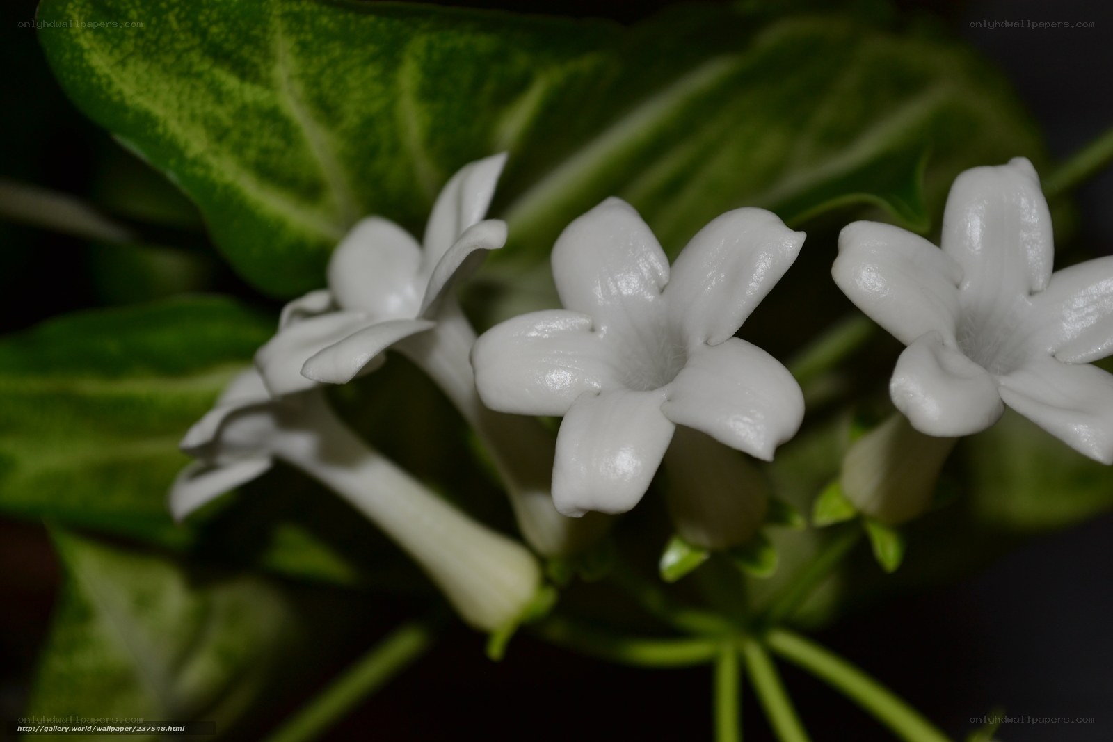 White flowers with green leaves