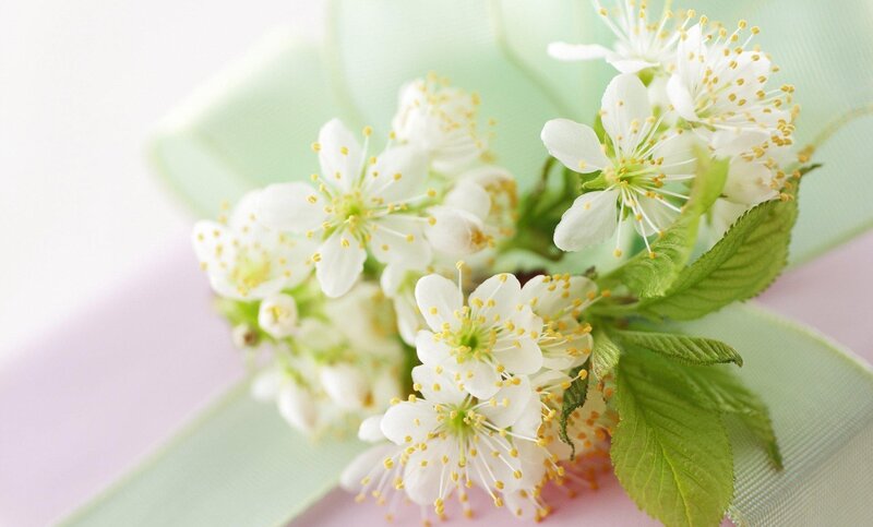 White flowers with green leaves