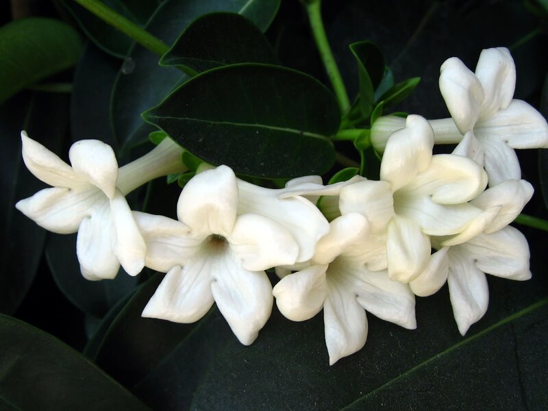white flowers with green leaves