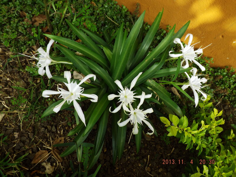 White Flowers with Green Leaves — Calm, Night