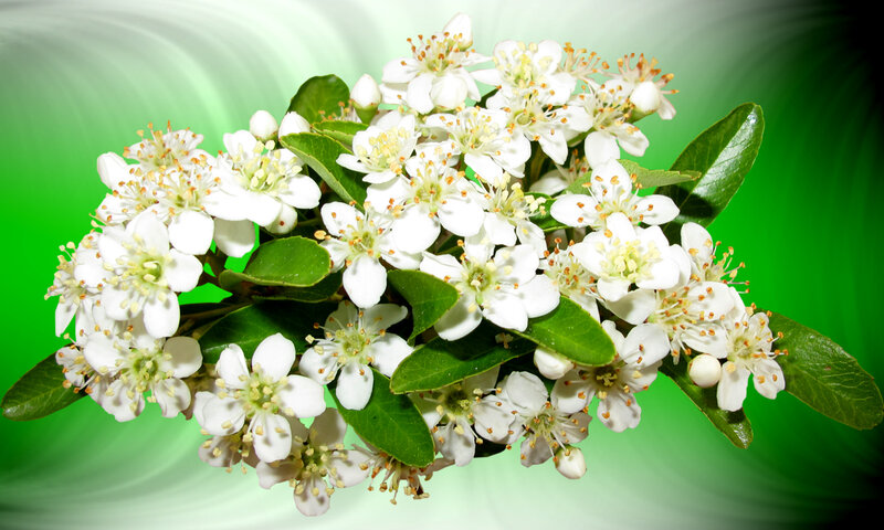 White Flowers with Green Leaves — Calm, Photograph, Green Background