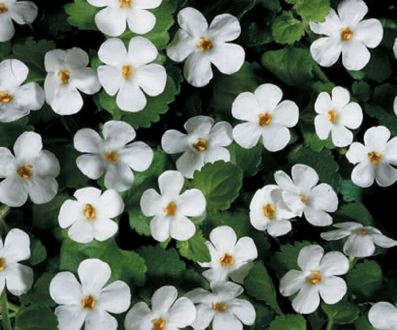 White Flowers with Green Leaves — Calm, Photograph, Yellow Centers