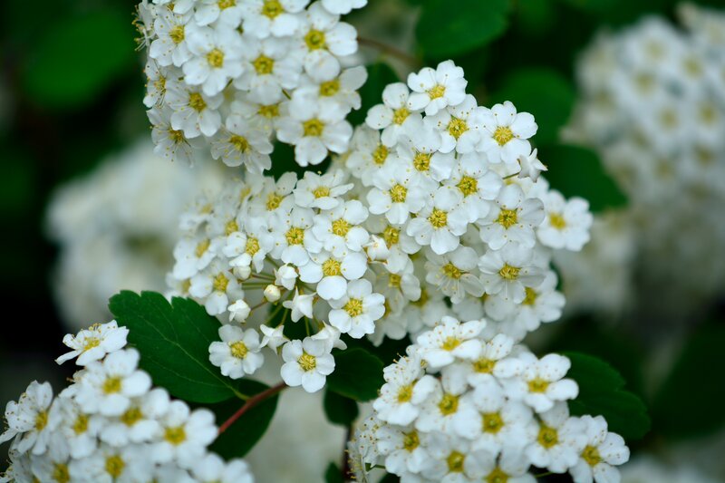 White Flowers with Green Leaves — Calm, Spring, Photograph