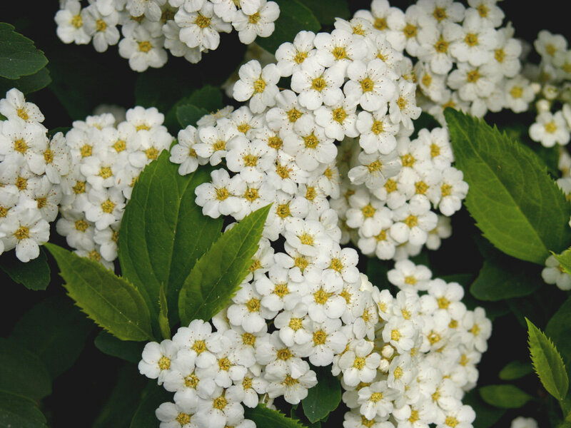 White Flowers with Green Leaves — Calm, Spring