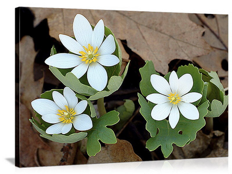 White Flowers with Green Leaves — Natural, Spring, Photograph, Dry Leaves