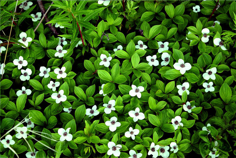 White Flowers with Green Leaves — Natural, Spring, Photograph, Plants