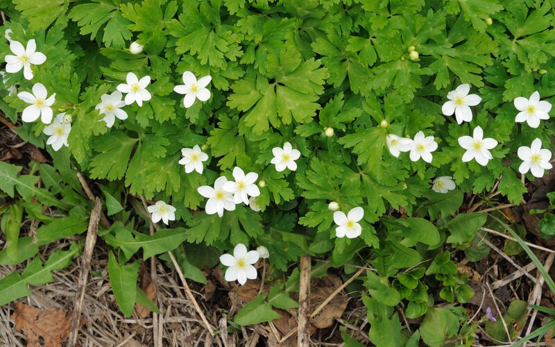 White Flowers with Green Leaves — Natural, Spring