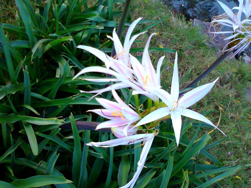 White Flowers with Green Leaves — Natural