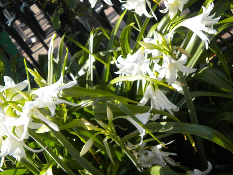 White Flowers with Green Leaves — Serene, Afternoon, Photograph