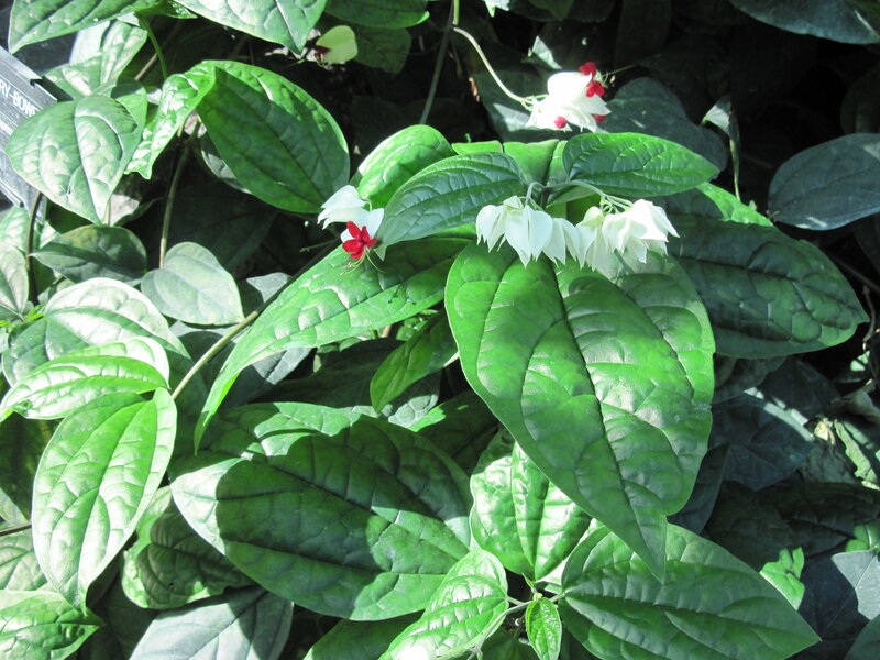 White Flowers with Green Leaves — Serene, Afternoon