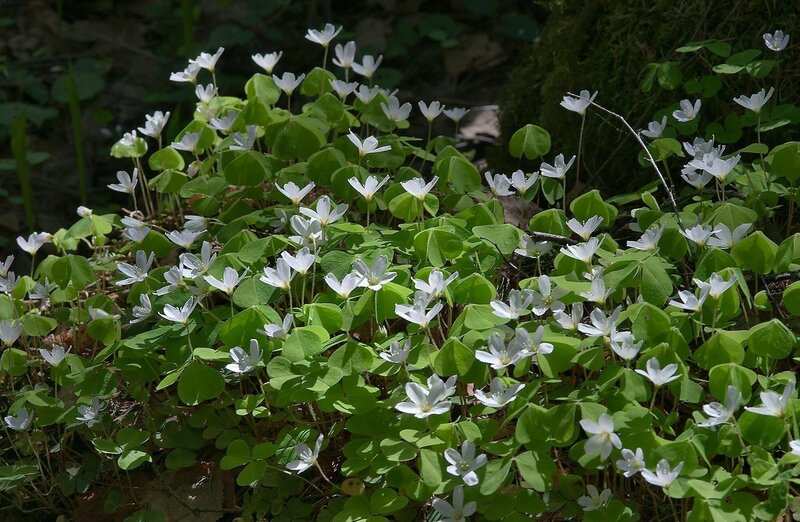 White Flowers with Green Leaves — Serene, Spring, Photograph