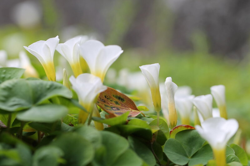 White Flowers with Green Leaves — Serene, Spring