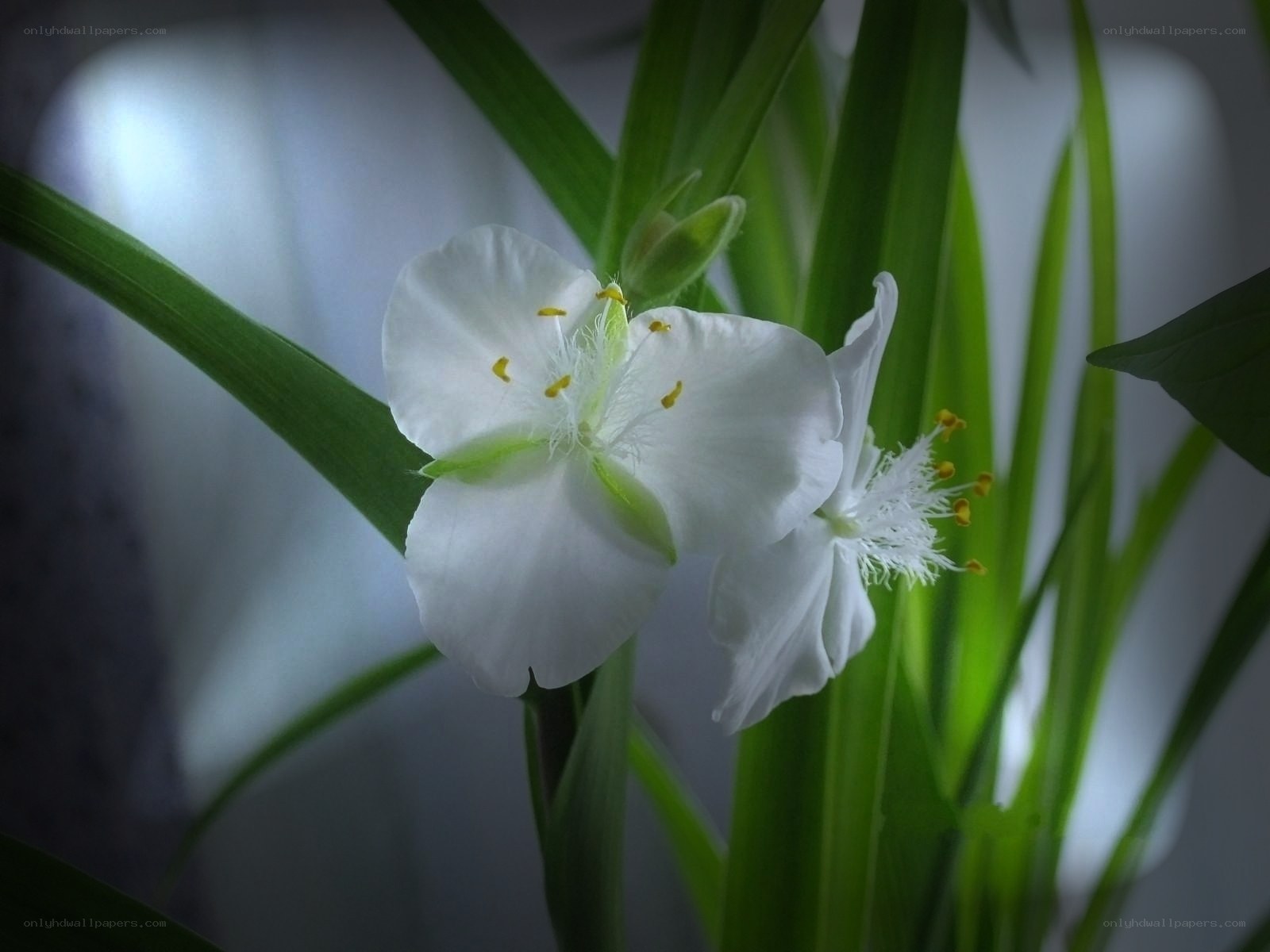White flowers with green leaves
