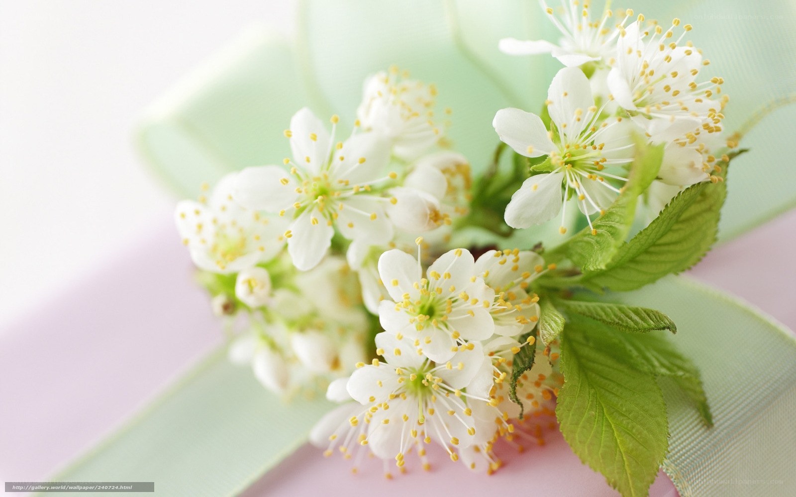 White flowers with green ribbon