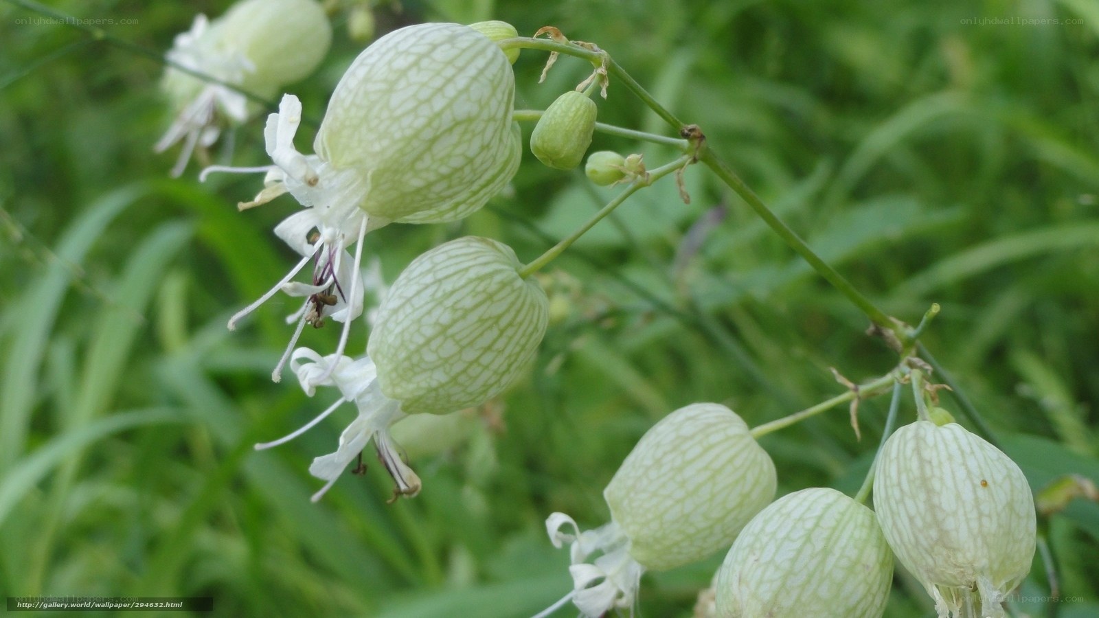 White flowers with green seed pods