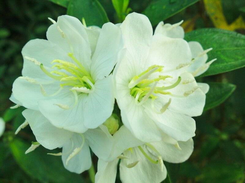 White Flowers with Green Stamens