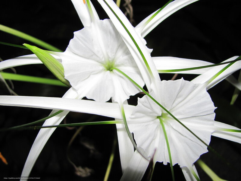 White flowers with green stems