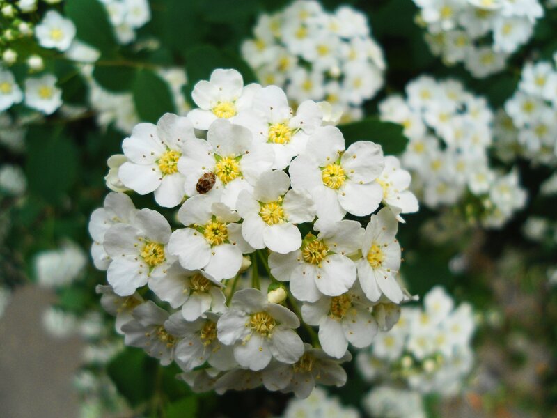 White Flowers with Insect